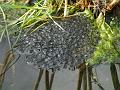 2014-0311-1530_Frog_Spawn_11,9C